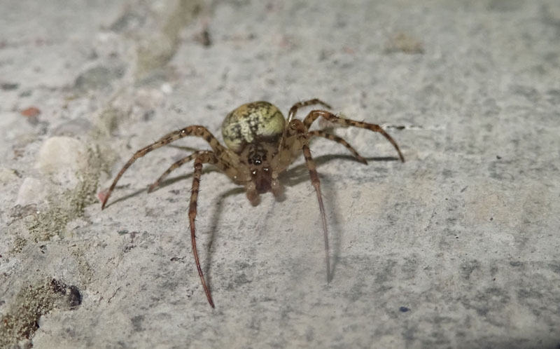 Metellina merianae - Daiano (TN)